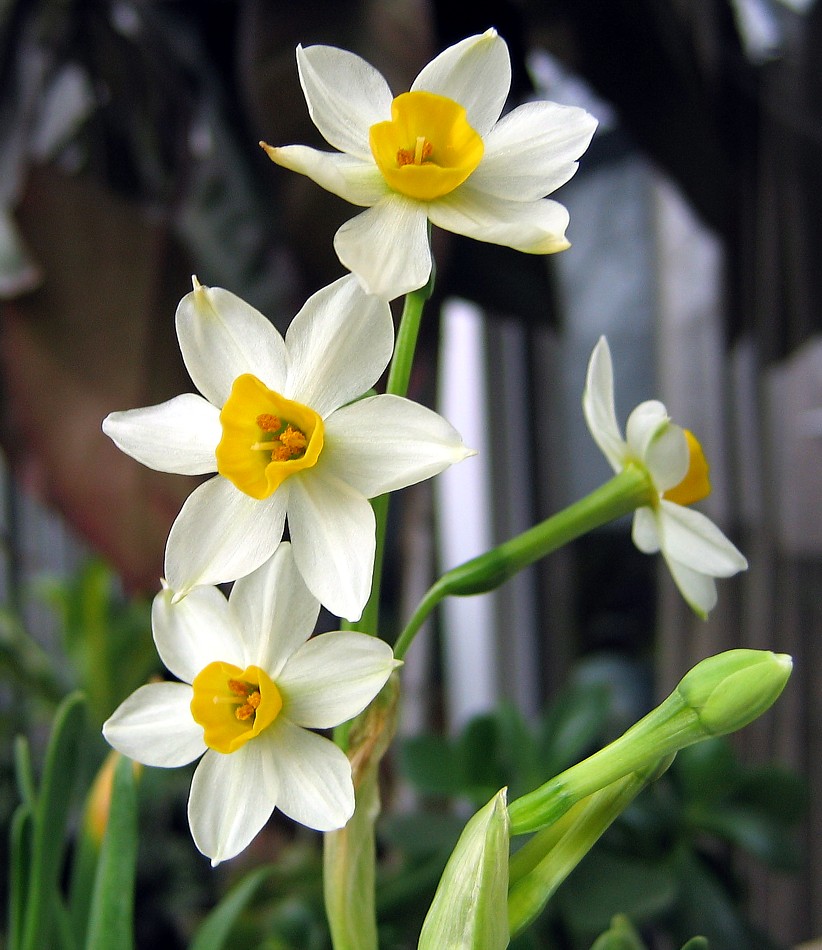 最も人気のある 4 月25 日誕生花