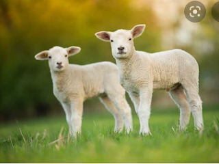 White Sheep