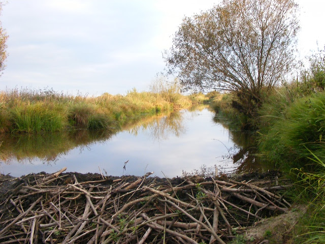 solidna konstrukcja bobrów