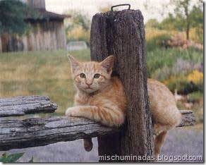 gatos migallinero (15)