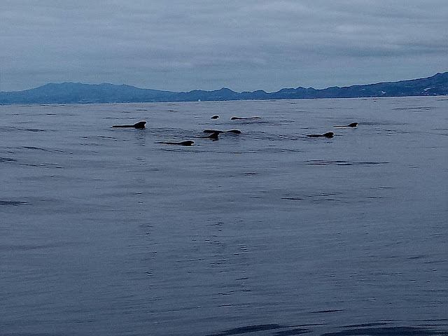 Pilot whales with their characteristic fins outside the Azores, Whale watching with Terra Azul