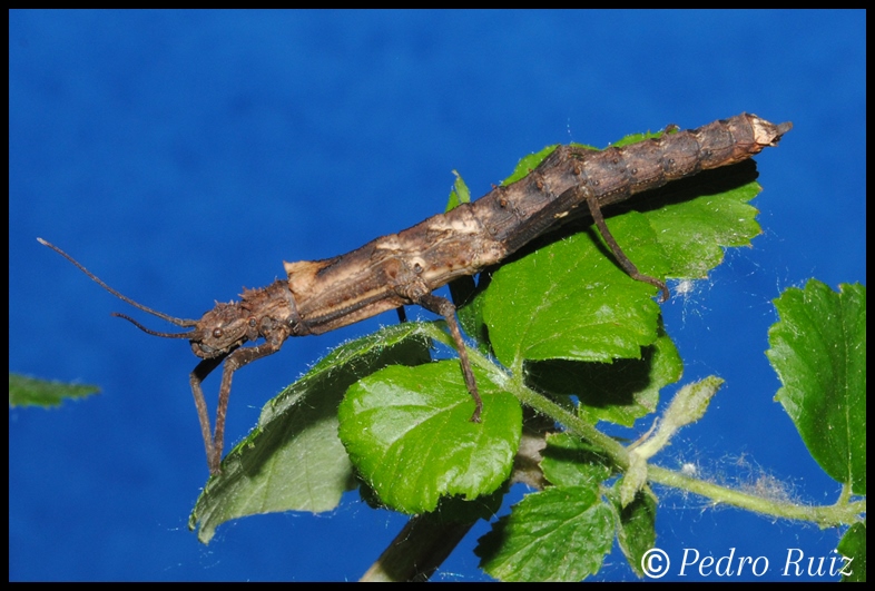 Ninfa hembra L4 de Tisamenus serratorius, 4,5 cm de longitud