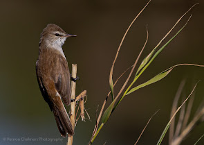 Lesser Swamp Warbler Canon EOS R6 / RF 800mm f/11 IS STM Lens : ISO 640 / 1/2500s