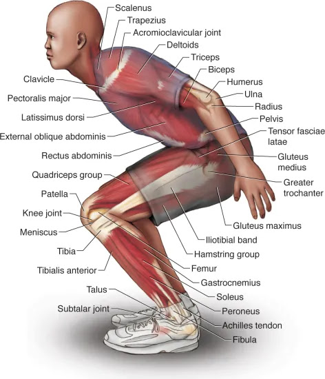 Diagram on description of biomechanics