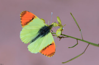 mariposa bandera española-anthocharis euphenoides-bandera española macho-
