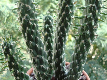 xuong-rong-Austrocylindropuntia-cylindrica