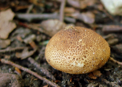 Mungo Says Bah! Bushcraft, camping, hiking, nature, photography, mushrooms, flint and steel, fungus, flora, flowers, edible