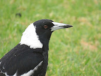 Australian Magpie