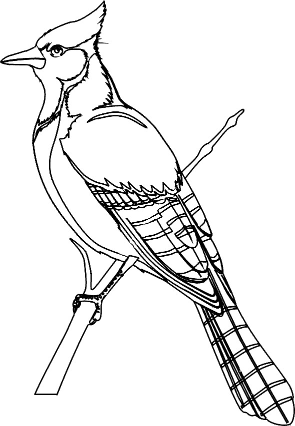 Sketsa Gambar Burung Hantu,Merak,Garuda,Elang | gambarcoloring