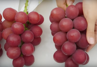 a bunch of ruby roman most expensive grapes