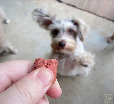 Dottie begging for a Wellness TruFood CocoChia Bake Treat