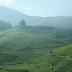 The Best Tea Estates to Visit in the Hills of Uttarakhand