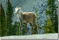 Stone sheep