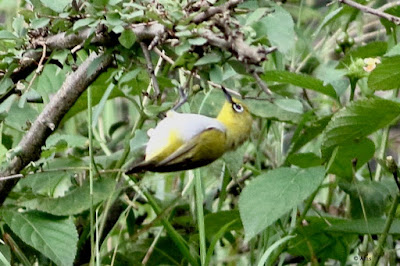 Indian White-eye