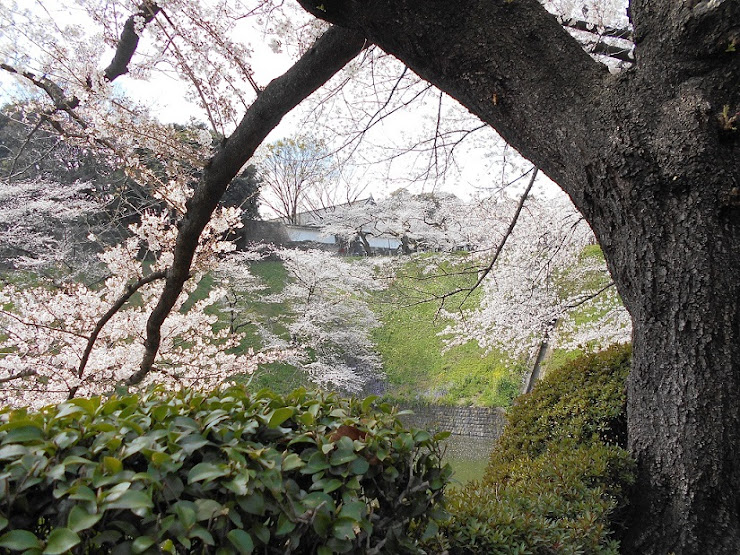 千鳥が淵の桜