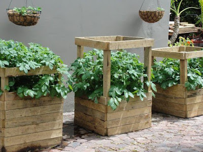 30 Façons Créatives De Cultiver Des Légumes