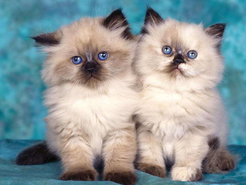 Kucing Persia Lucu: Foto Kucing Persia Comel dan Keren