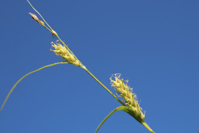Ruige Zegge - Skierhals - Carex hirta