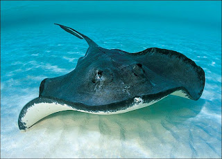 stingray