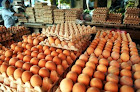 Agen Telur Ayam Kampung di Jakarta Selatan