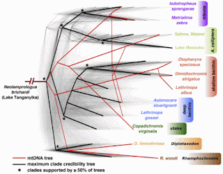 Example phylogeny from Malinsky (2012)