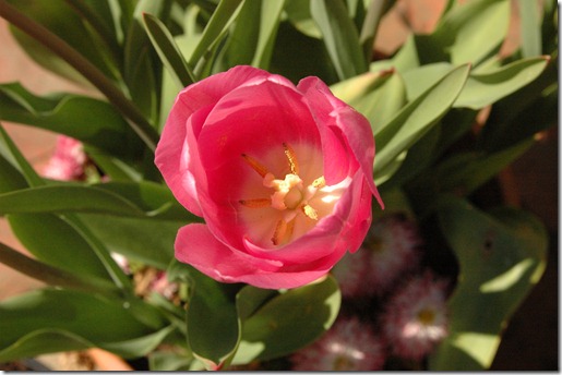 garden 001