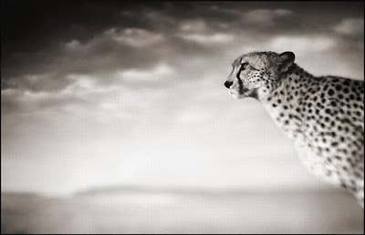 Wildlife Photography by Nick Brandt Seen On  www.coolpicturegallery.us