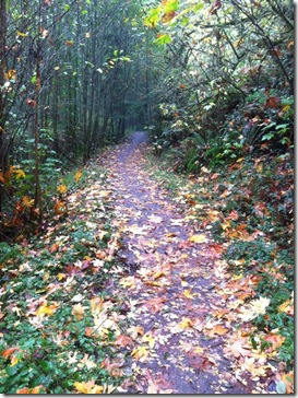 Forest Park Autumn