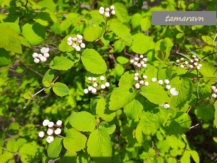 Спирея уссурийская / Таволга уссурийская (Spiraea ussuriensis)