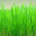 4 Manfaat Jus Wheatgrass Bagi Kesehatan