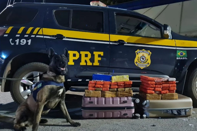 Cão K9 Baruk, da PRF encontra drogas em malas