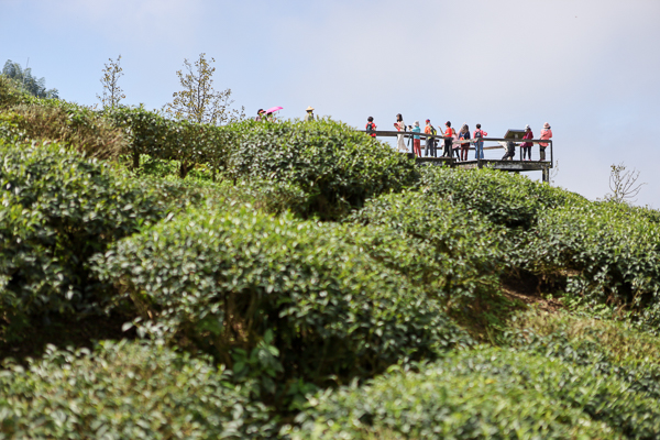 南投武岫農圃銀杏森林步道茶園、大崙山觀景台賞雲海、老K的家下午茶