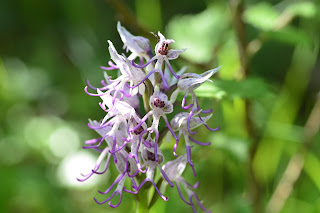 Orchis simia (flor del simi). Fotografia de Josep Espí