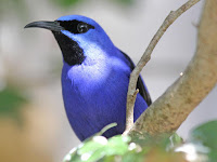 Pictures Of Florida Birds