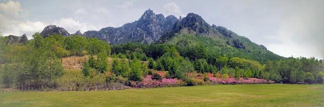 瑞牆山　みずがき山自然公園　ツツジ