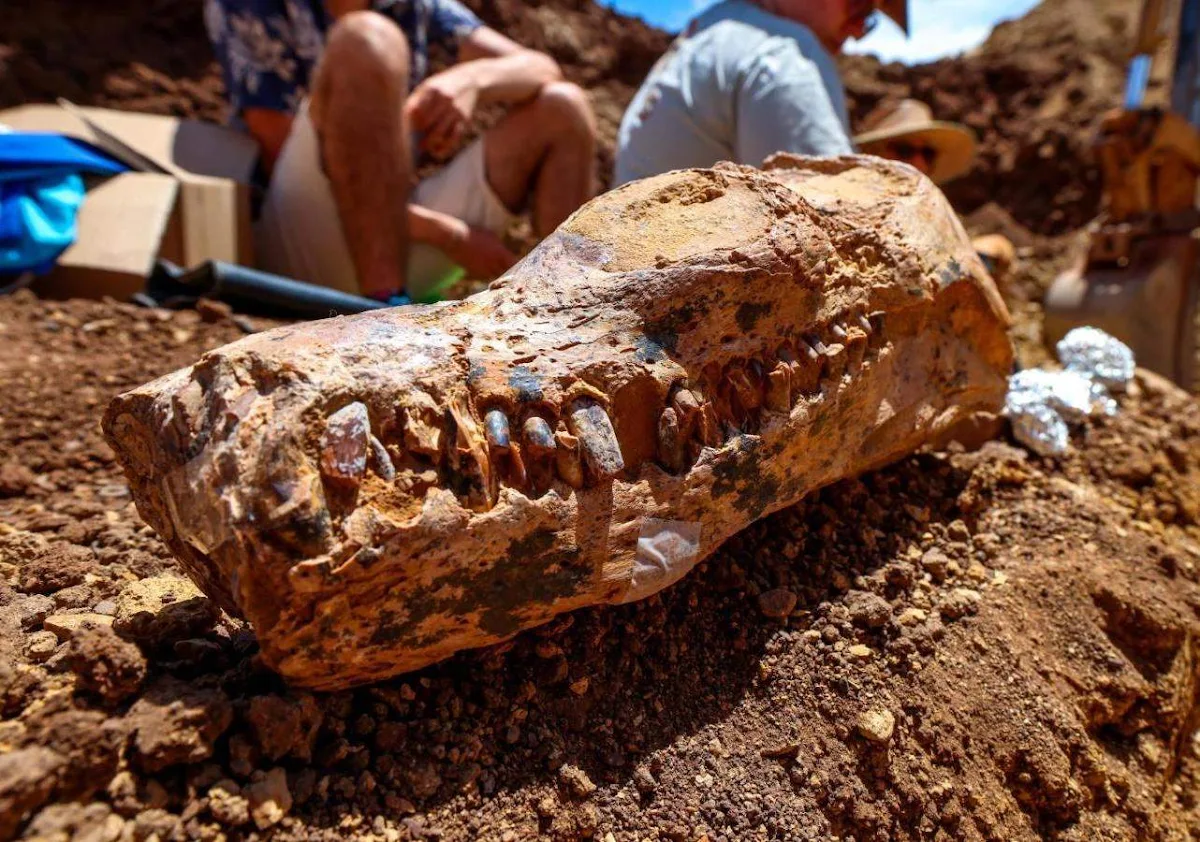 100 Million-Year-Old Plesiosaur Skeleton Found in Australia