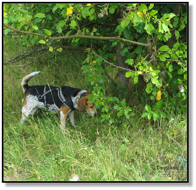 Abenteuer mit Hund