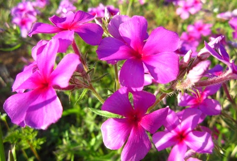 wild flowers (26)