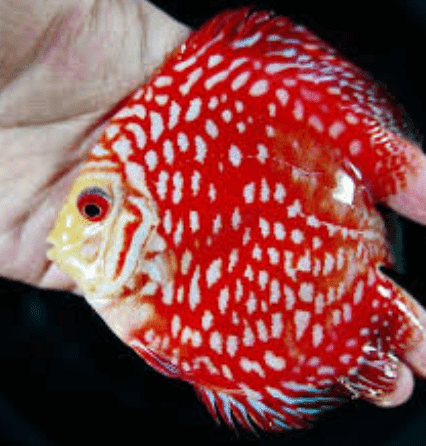 ikan discus pearl pigeon