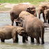 Elephants are enjoying the  feel of water