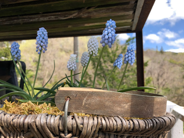 Muscari like a blue sky and white clouds.