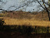 Westwood Marshes