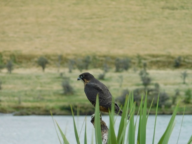 DSCN7390