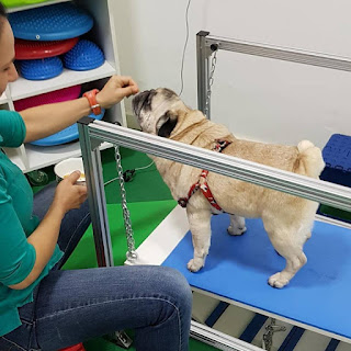 fisioterapia para cães