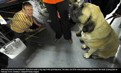 135th Westminster Kennel Club Dog Show at Madison Square Garden in New York City