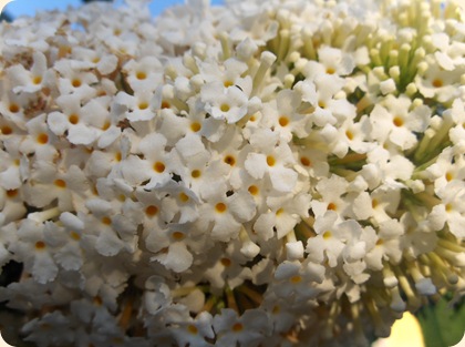Sarte yndigheder