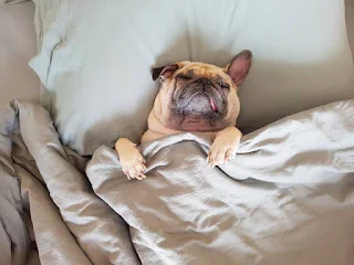 11 Reasons For Dog Waking Up In The Middle Of The Night