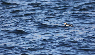 Eastern Egg Rock puffin