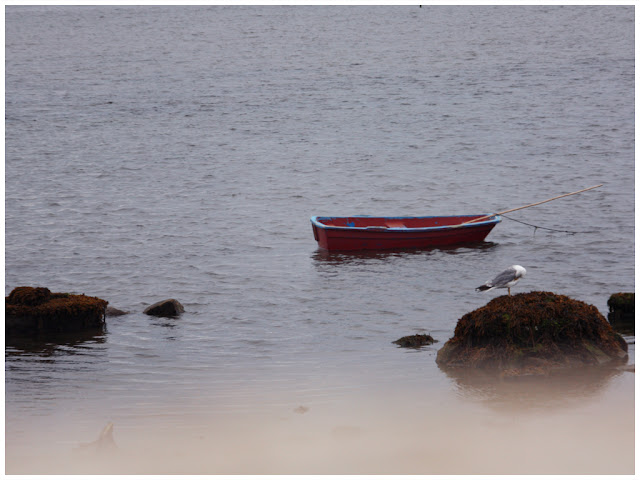 Barca y gaviota a la orilla de una playa