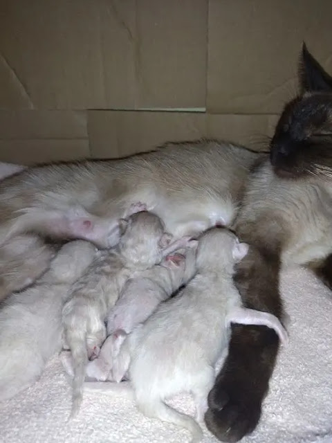 cat,cat sterilization,sterilization,sterilization of male cat,female cat is worried for the sterilization of male cat,cat spay,cat surgery,sterilization cat,male cat sterilization,sterilization female cat,cat castration,cat's sterilization,male cat sterilization surgery,cat sterilisation,male cat's sterilization,sterilization cat start to finish,female cat's sterilization,sterilization female cat start to finish,female cat worried about sterilization
